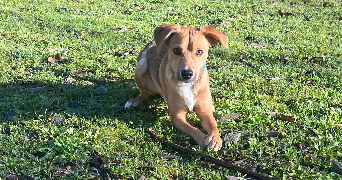 lindsay pet sitter à BAGNOLS SUR CEZE 30200_0