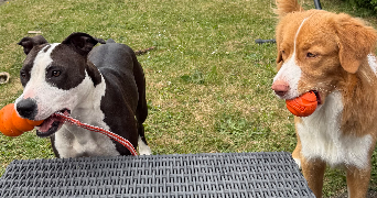 morgane pet sitter à LE MESNIL ST DENIS 78320_1