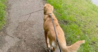 chloé pet sitter à PAIMPOL 22500_0