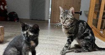 anaelle pet sitter à MESNILS SUR ITON 27240
