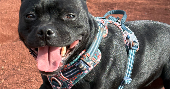 léna pet sitter à MILLAU 12100_1