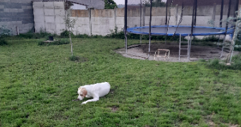 marine pet sitter à VAUX 03190_1