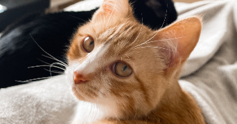 maëva cat sitter à LE TAILLAN MEDOC 33320_1