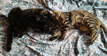camille cat sitter à LYON 07 69007_3