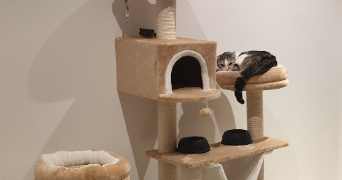 mélanie pet sitter à EVELLYS 56500_3