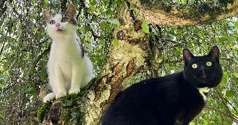 samantha pet sitter à REMERING LES PUTTELANGE 57510_2