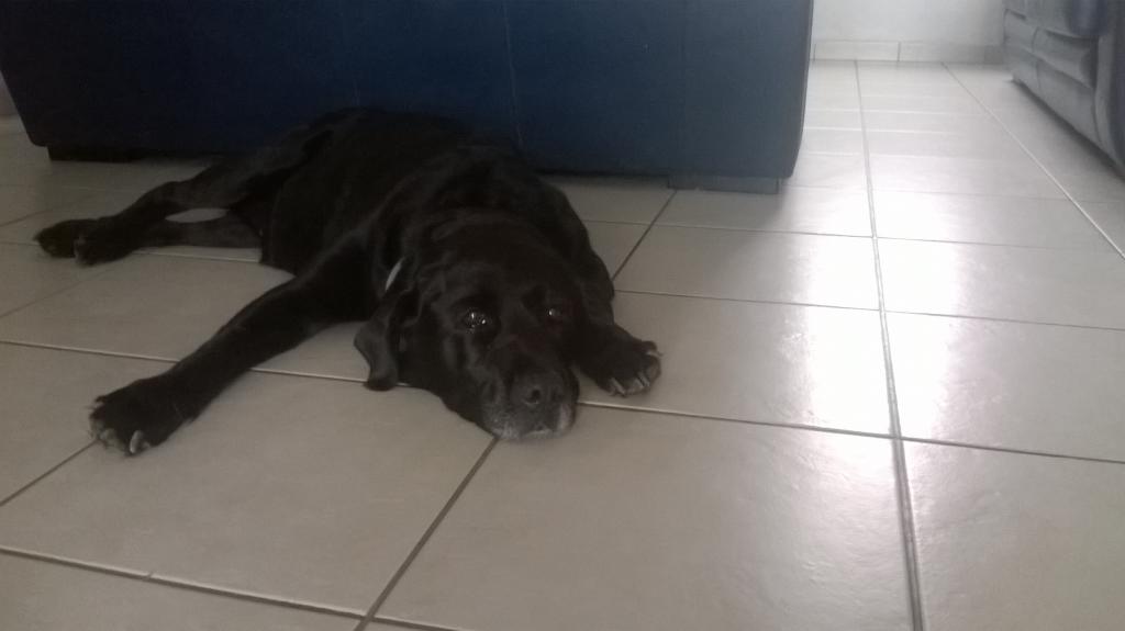 Celine pet sitter à Presmeques 59840_1