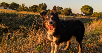 marion pet sitter à BOMPAS 66430_1