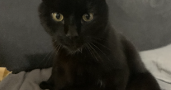 tiziana pet sitter à QUEVEN 56530_2