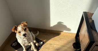 carole pet sitter à PONT SUR SAMBRE 59138_4