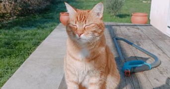 marine pet sitter à BERRE L ETANG 13130_2