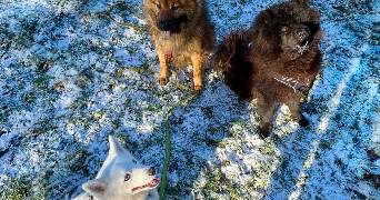 laura pet sitter à AMIENS 80080_3