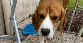 maëlane pet sitter à VANNES 56000_4