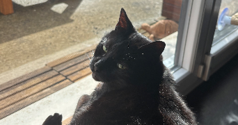 lalie pet sitter à STE MARIE AUX CHENES 57255_4