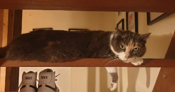 charlotte pet sitter à PARIS 05 75005_3