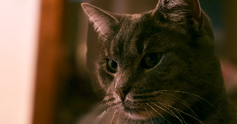 anais pet sitter à SEDAN 08200_4