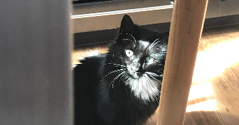 axelle pet sitter à PARIS 15 75015_5