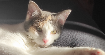 ysalyne pet sitter à DIJON 21000_3