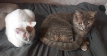 mélia pet sitter à LYON 08 69008_3