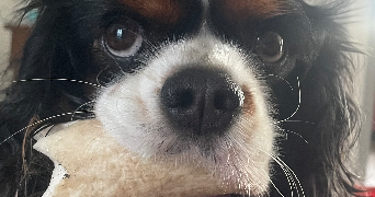 emilie pet sitter à MARMAGNE 18500_4