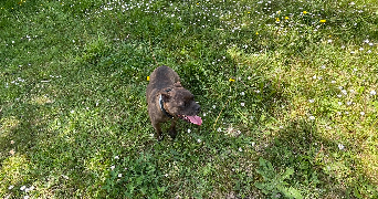 tya pet sitter à BREST 29200_2