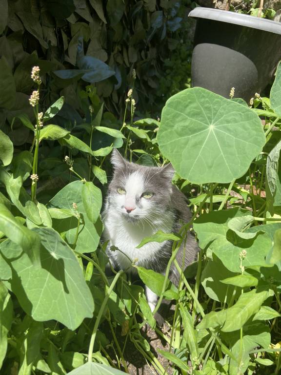 chloe pet sitter à Andrezé 49600_1