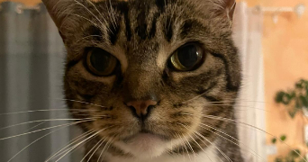 pauline cat sitter à LAPEYROUSE FOSSAT 31180_1