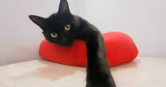 anaïs pet sitter à CAEN 14000_1