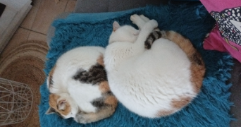 maelys pet sitter à ST MALO DU BOIS 85590_2