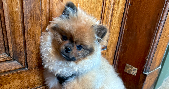 eleonore pet sitter à LYON 06 69006_7