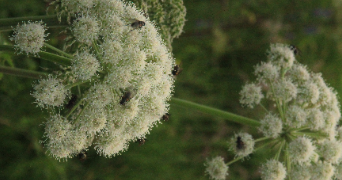 maëlie pet sitter à DIJON 21000_0