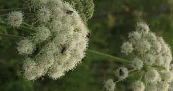 maëlie pet sitter à DIJON 21000