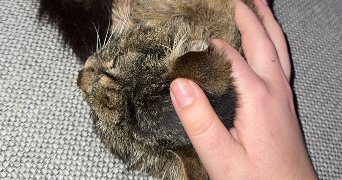 léa pet sitter à GUESNAIN 59287_3