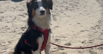daniele pet sitter à HESDIN 62140_4