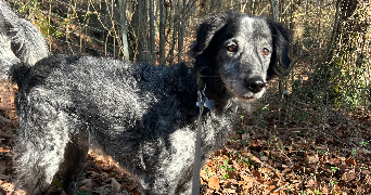 nellyna pet sitter à SERQUIGNY 27470_8