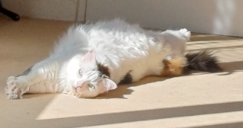 lucie pet sitter à BRUNOY 91800_3