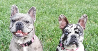 julie pet sitter à VANDOEUVRE LES NANCY 54500_2