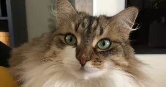 arthur pet sitter à Nantes 44100