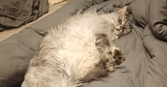 marie pet sitter à monsac 24440_1