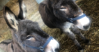 Ludivine pet sitter à REDON 35600_2