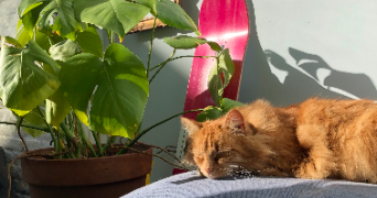 vaquette pet sitter à LILLE 59000_1