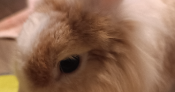 morgane pet sitter à SAUSHEIM 68390_8