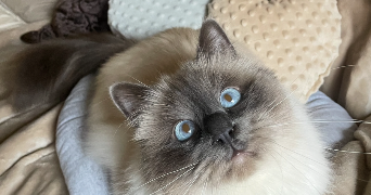 nora pet sitter à GOZÉE 6534_5