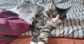 manon pet sitter à TOURCOING 59200_6