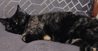 syrine pet sitter à GRENOBLE 38000_9