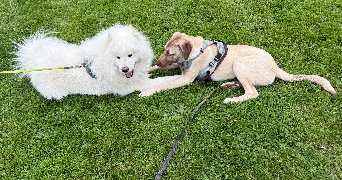 floriane dog sitter à JARVILLE LA MALGRANGE 54140_2