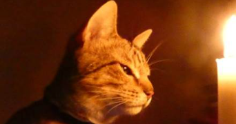 namadie pet sitter à CLERMONT FERRAND 63000_3