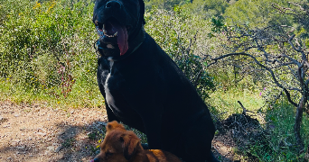 chloë pet sitter à LA SEYNE SUR MER 83500_7