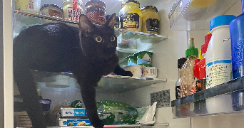 alma pet sitter à PARIS 17 75017_6