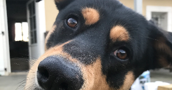 camille pet sitter à FENEU 49460_5
